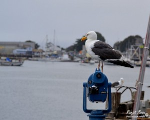 Nautical Home Decor - Seagull on the Bay Nautical Photograph