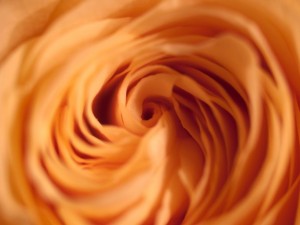 Amy Oestreicher - Allspice and Acrylics - Christmas 2015 Gift Ideas Nine Amazing Artisanal Handmade Christmas Gifts - Photograph Print Swirl - Flower Photography - Rose