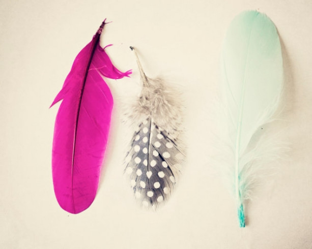 Colored Feathers - 8x10 photograph - Home Decor - fine art print - vintage photography - summer trends